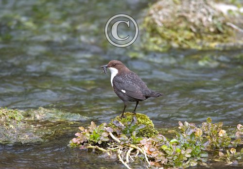 Dipper DM0940
